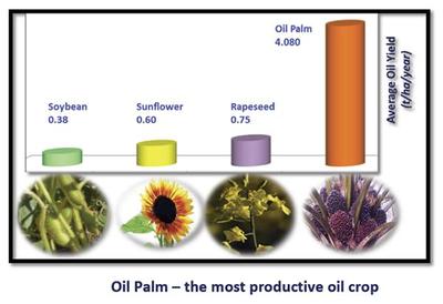 农产品里,出油率最高的作物是什么?